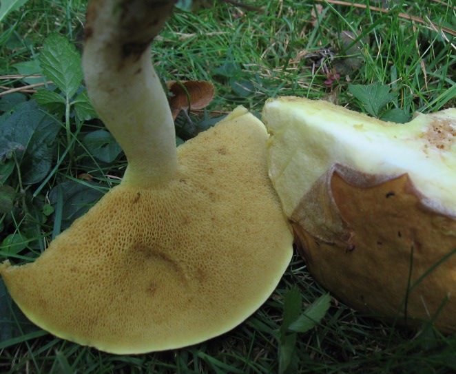 boletacee in giardino
